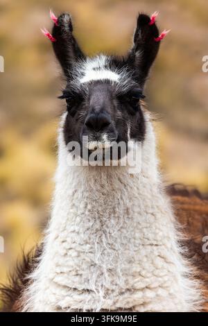 Close-up portrait of a llama in the Bolivian Altiplano, Bolivia, showing the distinctive black and white face markings of an Andean camelid Stock Photo