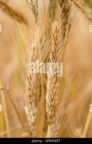 Macro view of ripe golden rye ears in a field Stock Photo