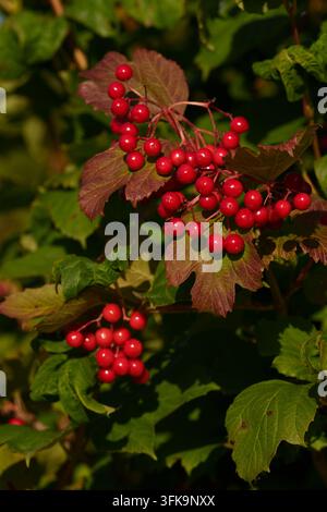 Red viburnum berries on a bush branch Stock Photo