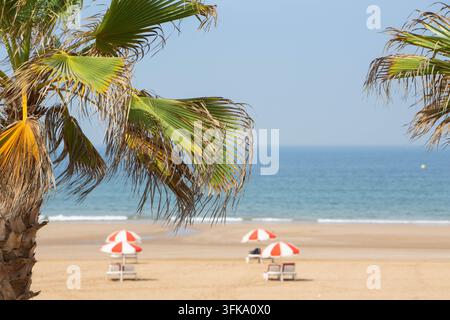 Close-up of sunlit palm leaves in sharp focus with a softly blurred sandy beach, calm blue sea Stock Photo