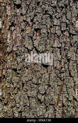 Detailed close-up texture of rough and weathered tree bark on a trunk background Stock Photo