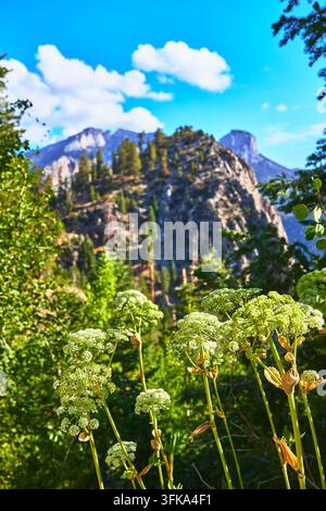 Lush wildflowers bloom in the foreground while evergreen trees and the dramatic cliffs of Mt Charleston rise behind under a bright blue sky in Nevada Stock Photo