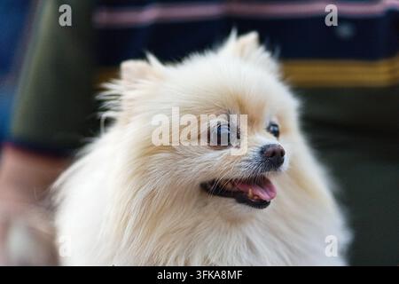 Close-up portrait of a cute fluffy white Pomeranian dog with a happy expression outdoors Stock Photo