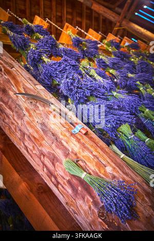 Freshly harvested lavender flowers hang in lush purple bunches inside a wooden barn on a Sequim farm. The rustic structure and traditional sickle evok Stock Photo