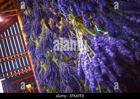 Freshly Harvested Lavender Bundles Drying in Rustic Barn Interior with Purple Flowers Stock Photo