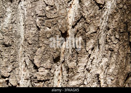 Detailed close view of ash tree bark showing cracked scales, vertical ridges, peeling layers, and varied gray brown textures across the surface Stock Photo