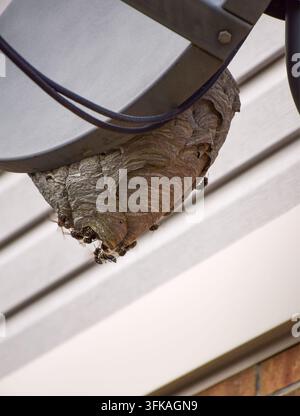 Close-up of a large gray paper wasp nest with crawling insects attached to outdoor satelite dish against white house siding Stock Photo