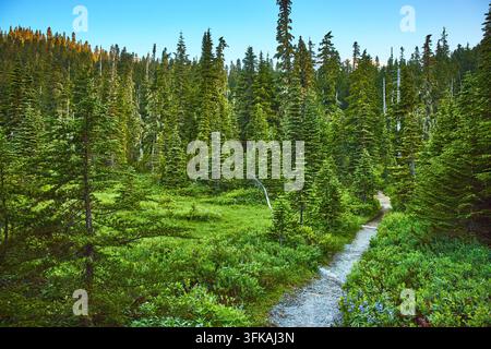 Skyline Trail Winding Through Evergreen Forest in Summer at Mount Rainier Stock Photo