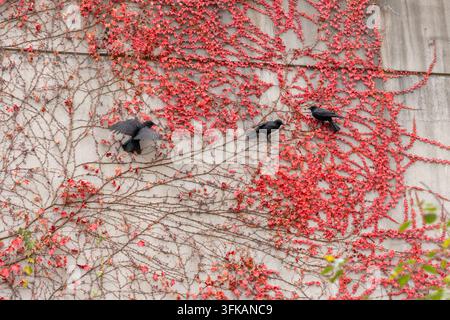 Crows on a Red Autumn Vine Stock Photo