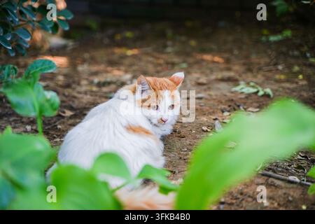 Orange and white cat lying down among tree branches and leaves Stock Photo