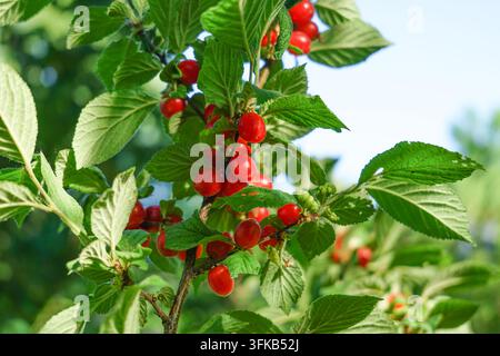 Close-up of red Nanking cherry fruits and green leaves against backlight Stock Photo