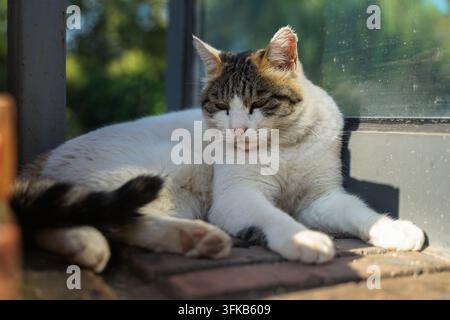 White cat lying sideways on red brick steps by the window Stock Photo