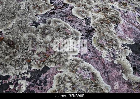 Grey reindeer lichen growing across exposed pink granite rock in a boreal landscape in northern Sweden. Stock Photo