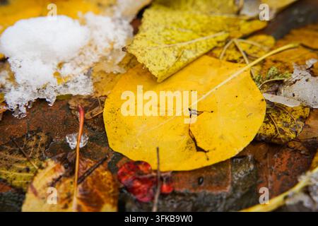 Close-up of yellow autumn leaves on slushy puddled pavement in late autumn Stock Photo