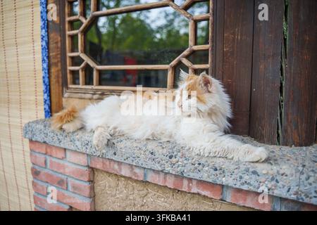 Orange and white longhair cat lying on stone windowsill, looking sideways Stock Photo