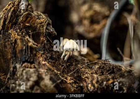 Macro close-up of small wild mushrooms growing on decaying wood Stock Photo