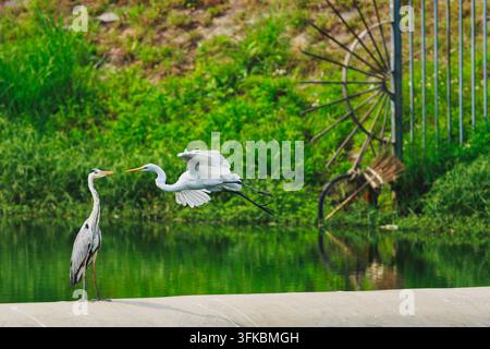 An intermediate egret flying towards a grey heron perched on a river dam Stock Photo