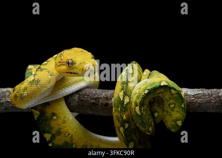 Yellow Morph Green Tree Python (Morelia viridis) Coiled on a Branch Stock Photo
