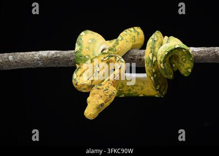 Yellow Morph Green Tree Python (Morelia viridis) Coiled on a Branch Stock Photo