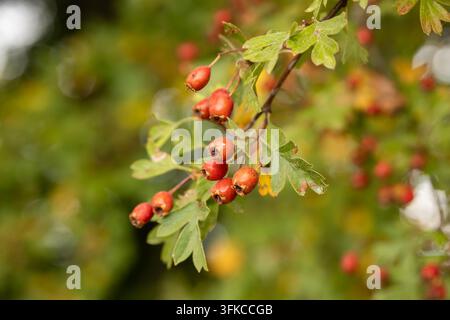 Close up view of ripe red hawthorn berries hanging from a leafy branch in autumn. Soft focus background showcases warm green and yellow foliage in nat Stock Photo