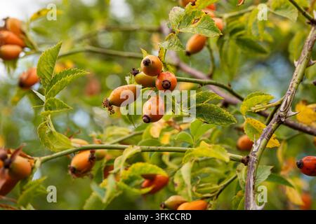 Close up view of multiple orange rose hips hanging on thorny wild rose branches, framed by green leaves against a soft blurred background of foliage i Stock Photo