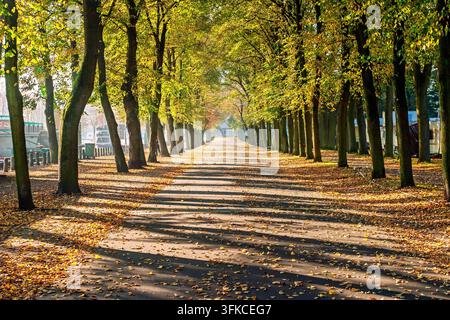 Sunlit avenue of trees with golden autumn foliage and long shadows Stock Photo