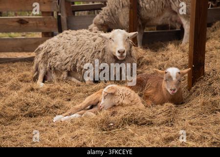beige sheep looking at camera and two brown baby lambs sleeping on hay. free range Katumsky or Katumas ovis aries sheep, organic ranch Stock Photo
