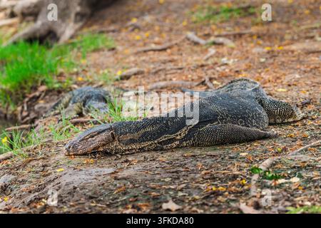 Two Asian water monitor lizards rest on leaf-strewn ground in Lumphini Park, Bangkok. Stock Photo