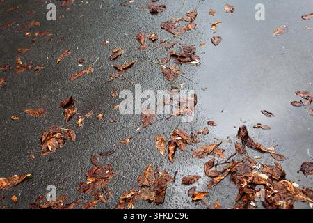 Windblown autumn leaves scatter across wet asphalt after rain. Reflections in shallow puddles add a moody sheen while the rough pavement forms a gritt Stock Photo