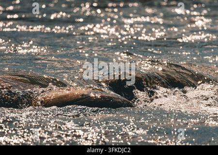 Sunlit river shimmers over smooth rocks as small waves curl and break. Golden reflections dance across the surface capturing the lively rhythm and fre Stock Photo