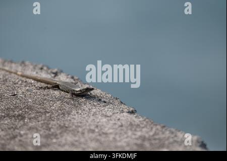A close-up shot of a small lizard resting on a weathered concrete surface against a soft, out-of-focus background with negative space. Stock Photo