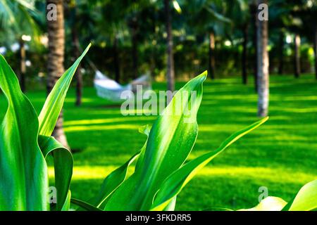 Lush Greenery and Serenity: A Beautiful Scene Featuring Vibrant Leaves with a Relaxing Hammock in the Background Surrounded by Tropical Palm Trees. Stock Photo