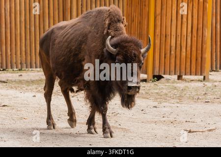 Young beautiful bison close-up Stock Photo