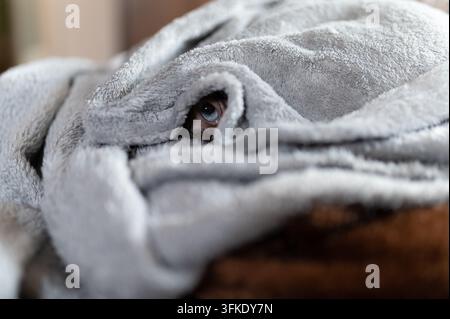 Close-up shot of a dog hiding underneath a soft, fluffy grey blanket. Only one curious blue eye is visible, peeking through the folds of the cozy flee Stock Photo