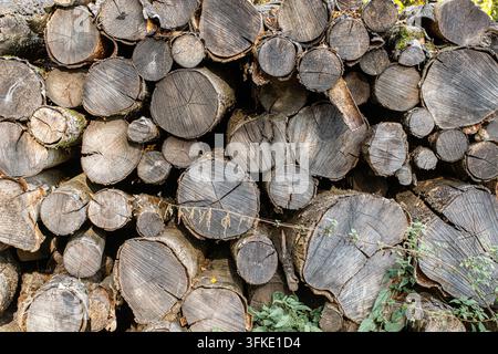 A detailed close-up shot of a large pile of freshly cut wooden logs stacked together outdoors. The ends of the logs show circular tree rings and textu Stock Photo