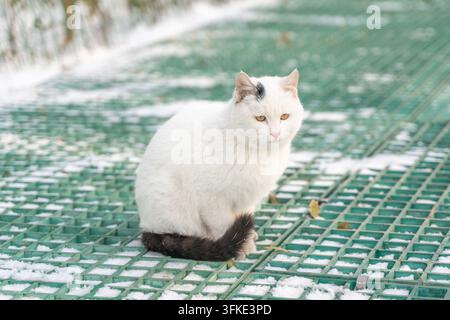 White cat with black tail sitting on snowy green grid surface, looking directly at camera in winter Stock Photo