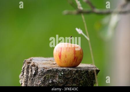 A single, fresh, red and yellow striped apple resting on a weathered, mossy tree stump in a forest setting, with a soft-focus green background. Stock Photo