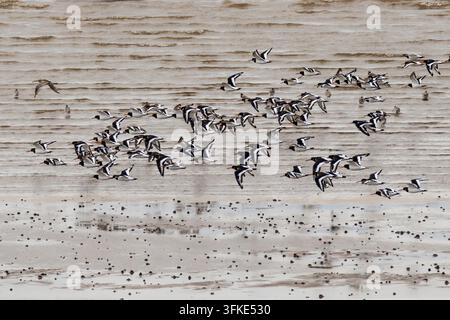 A flock of oystercatcher, Haematopus ostralegus, flying over The Wash at low tide off Snettisham beach in Norfolk. Stock Photo