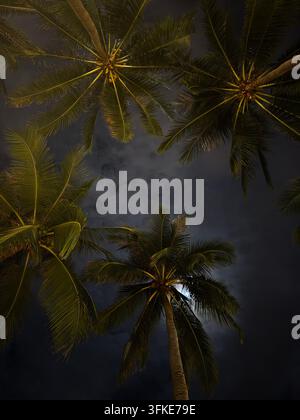 A low angle view looks up at tall palm trees silhouetted against a dramatic cloudy night sky lit by soft moonlight. Stock Photo