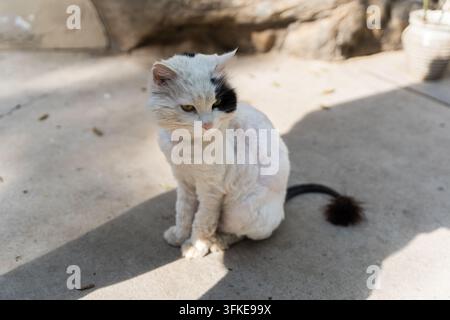 Shaved white cat sitting on concrete floor Stock Photo