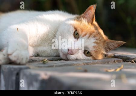 Orange and white cat lounging on gray brick wall, looking back lazily Stock Photo