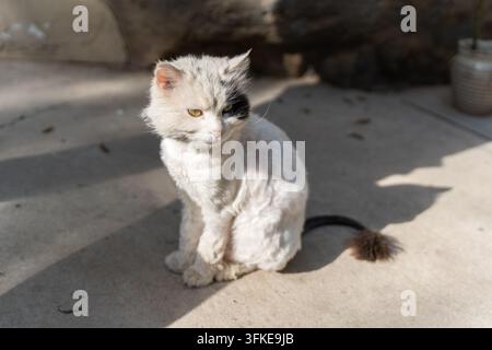 Short-haired white cat sitting on concrete floor with a disdainful expression Stock Photo