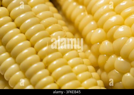 Close-up of golden corn kernels on a ripe corn cob Stock Photo