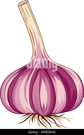 Fresh purple garlic bulb with stem and roots, whole raw stinking rose vector illustration isolated on white background. Stock Vector