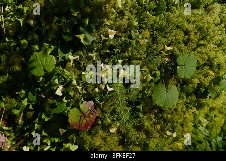 A close-up overhead view of a lush forest floor covered in green moss, small yellow flowers, and scattered leaves. Stock Photo