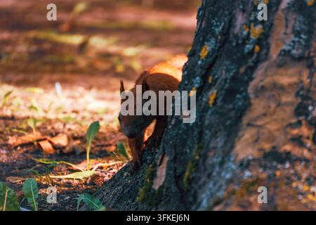 A European red squirrel cautiously peeks around a mossy tree trunk on a sunlit autumn forest floor, partially hidden in shadow. Stock Photo