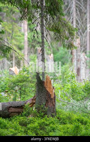 Broken spruce stump and fallen trunk remain after bark beetle damage and strong forest winds Stock Photo