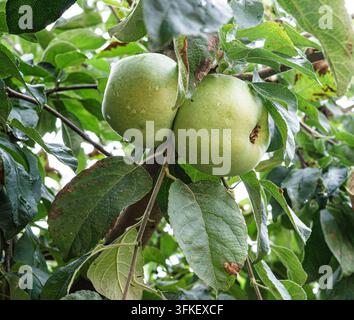 Green apples growing on an apple tree in a garden.Ripe green apples hanging from an apple tree branch Stock Photo