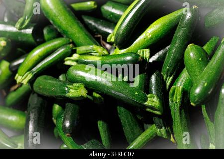 A high-angle close-up shot showing a pile of small, vibrant green zucchini freshly harvested from the farm. Stock Photo