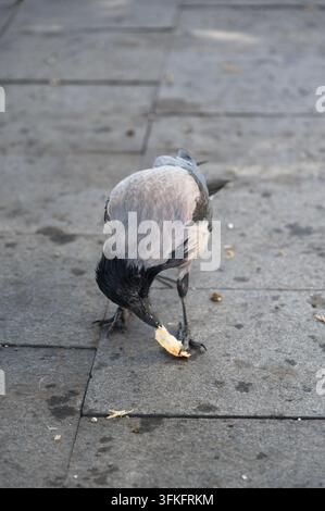Budapest, Hungary - September 21, 2026: Hooded crow eating on stone pavement along Danube promenade in city center. Stock Photo